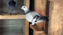 Racing Pigeons - Dreyer Loft Clip 5
