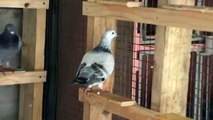 Racing Pigeons - Dreyer Loft Clip 4