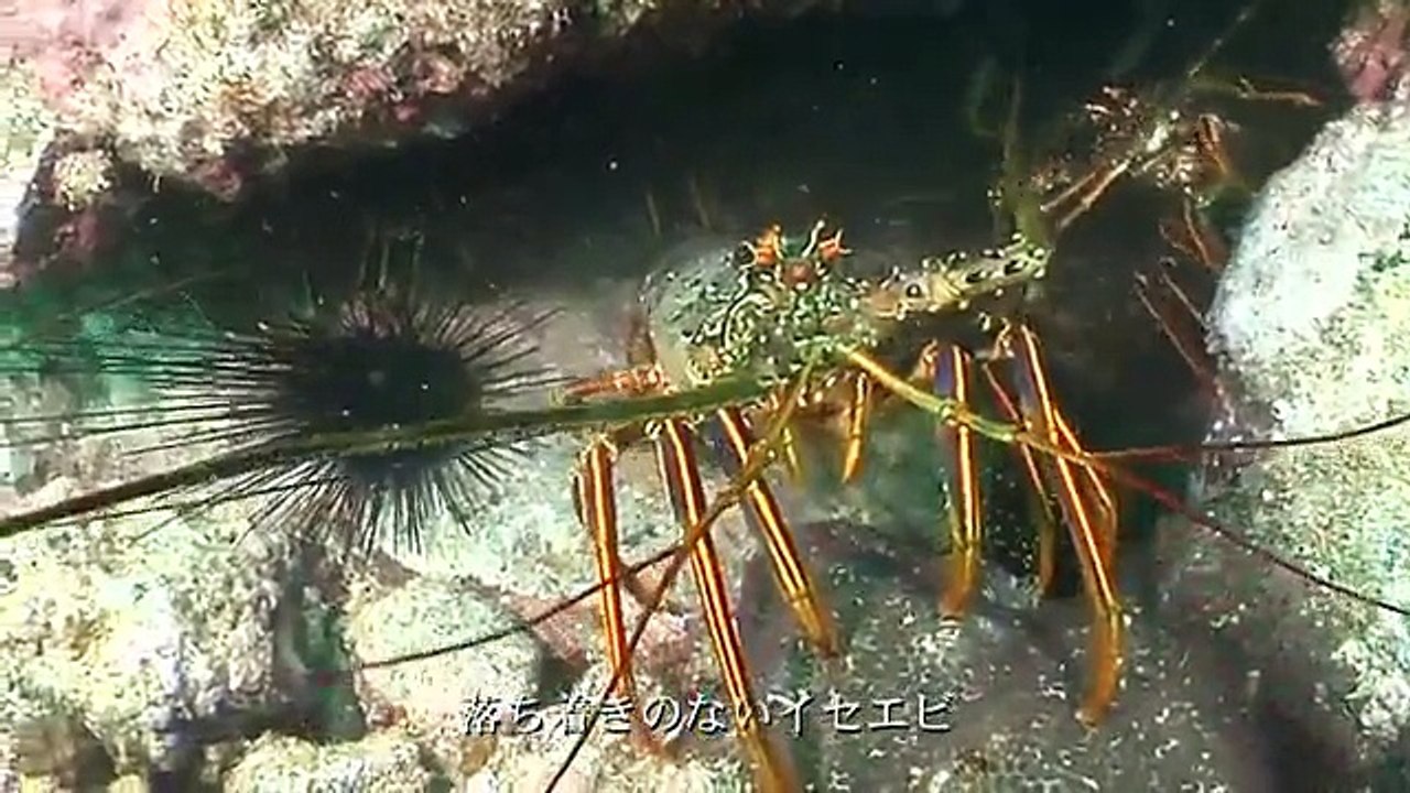 「日本列島 知恵プロジェクト」 長崎県 五島『イセエビ漁』