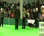 Crufts 2008 Obedience Championship Lorraine & Holly