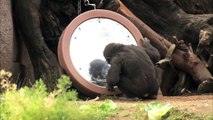 San Diego Zoo Kids - Gorillas