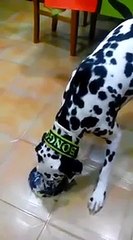 Bongo comiendo /Dalmatian eating