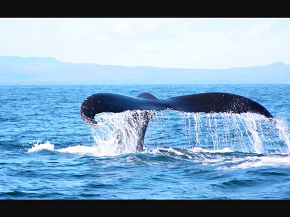 baleines perce gaspesie
