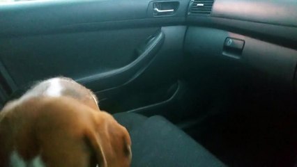 Awesome dog knows how to surprise car passengers: Charlie the beagle