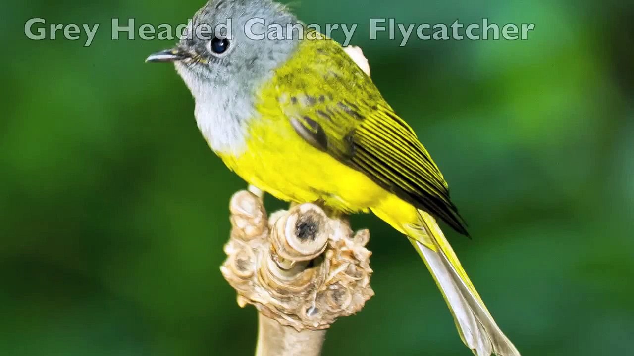 Birds sounds - animal sounds for kids