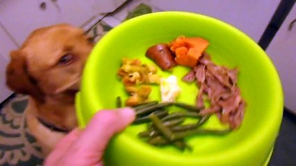 HOW TO TEACH YOUR DOG TO SMILE!!!!!