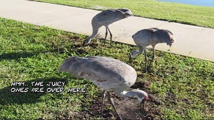 Download Video: Crane Bird Watching!!! - Crane Birds Eating & Eating & Eating