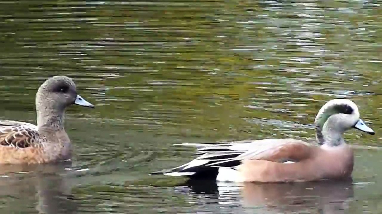 American Wigeon