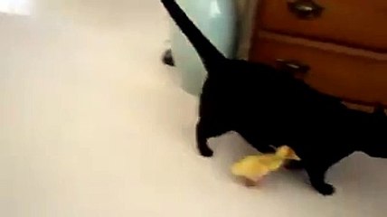 Baby Duck Sticks close with her mama Cat