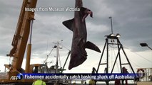 Australian fishermen catch rare basking shark