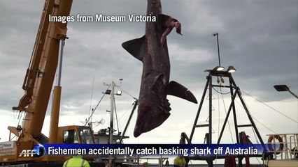 Australian fishermen catch rare basking shark