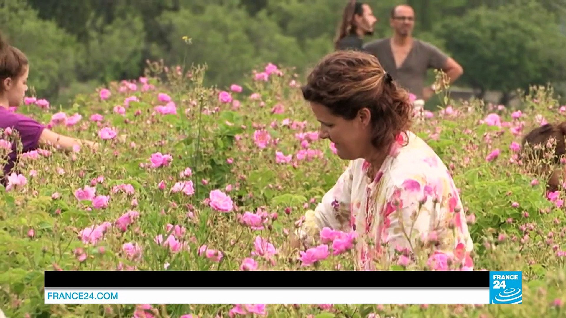 France's perfume capital: The flower fields of Grasse - video