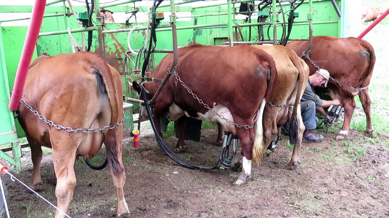 Beaufort : dernière traite des vaches avant la montée en alpage