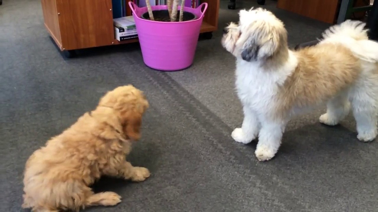 Cavapoo / Cavoodle & cross shih tzu dogs having fun