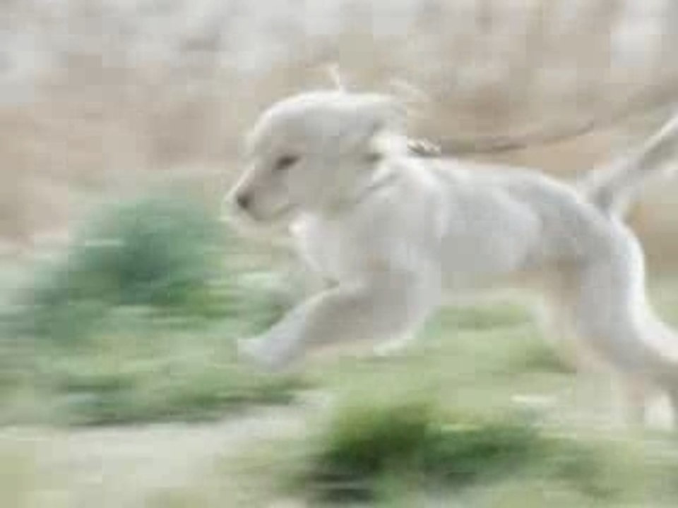 夏帆 三井のリハウス