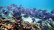 Buck Island Reef Snorkeling | St Croix