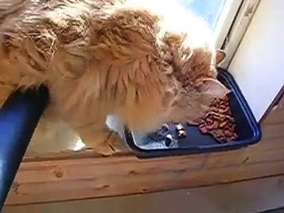 Pussy Enjoys a Good Sucking!