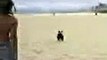 American Staffordshire Terrier   Dread Lock na Praia