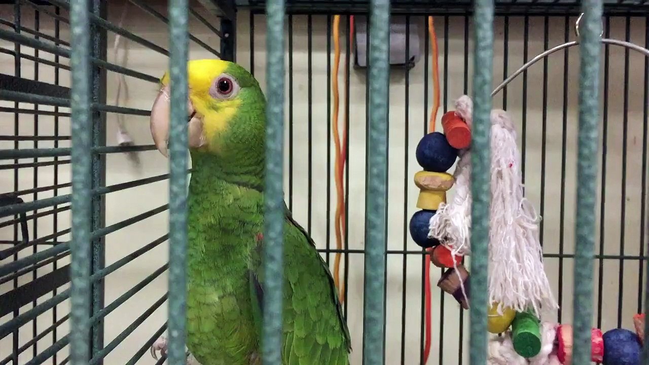 Double yellow headed Amazon baby