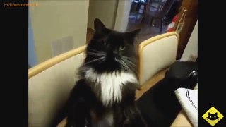 FUNNY VIDEOS: Funny Cats - Funny Cat Videos - Funny Animals - Smart Cats Funny Compilation