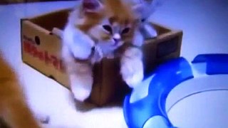 Best Funny Kitten Compilation