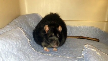 Domestic rat in for sebaceous cystic type mass on lateral body