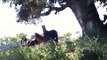 Horses in herd dealing with a threat and showing herd behavior - Rick Gore Horsemanship
