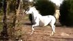 White Arabian Mare - Silver Shadow