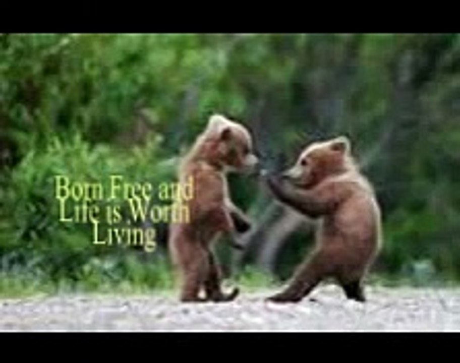 Born Free Lyrics