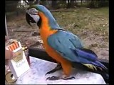 Cape Coral Talking Bird Stupid pet tricks Letterman Leno Fallon