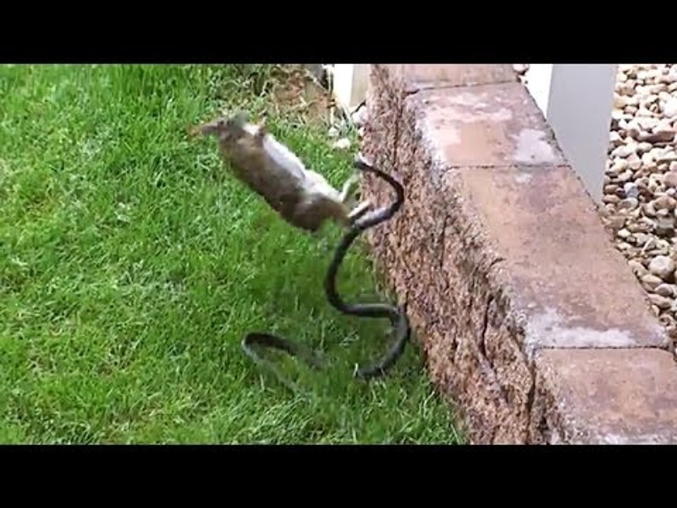 Mother Rabbit Takes On A Snake After It Attacked Her Babies