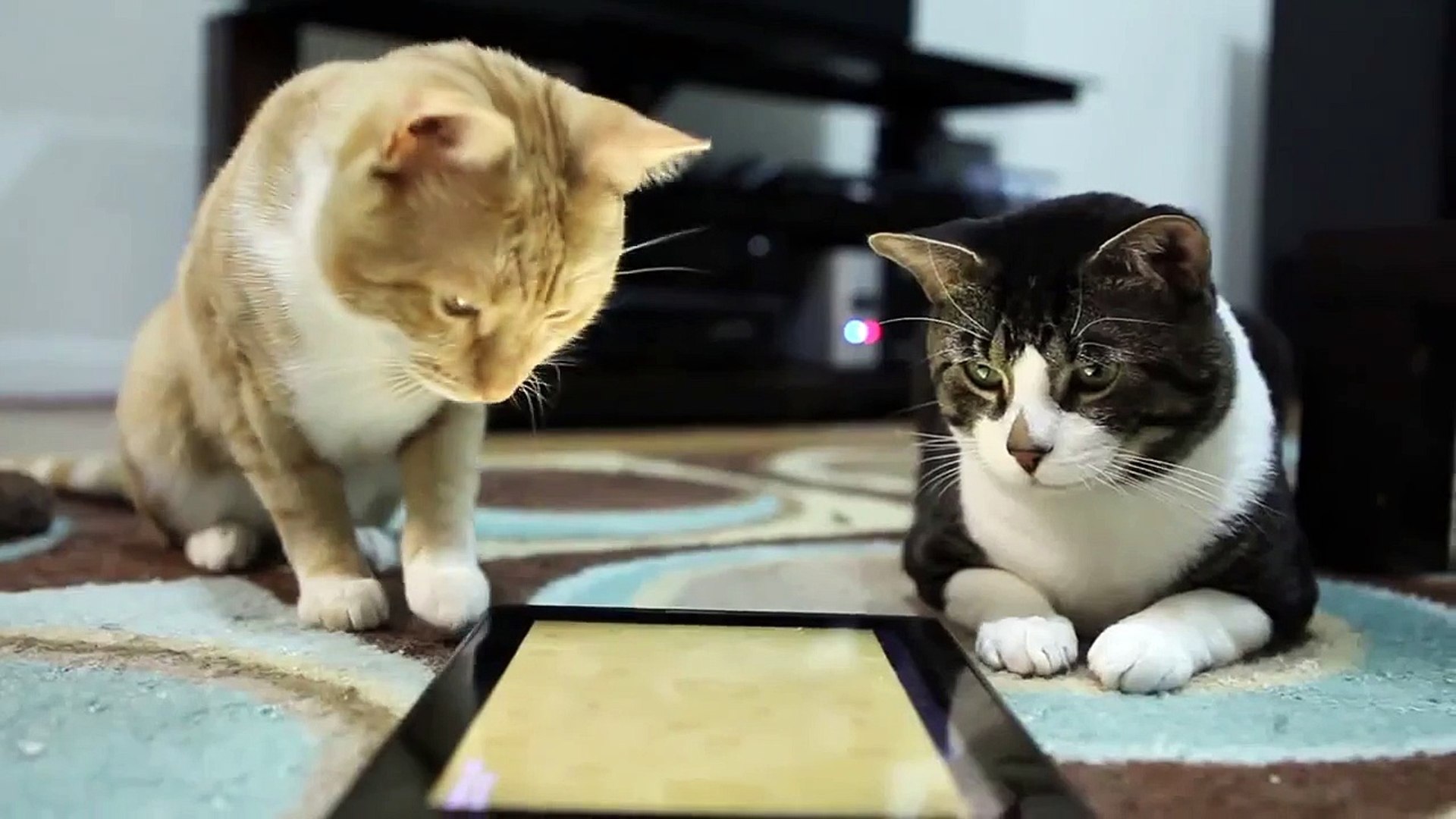 ⁣Cats playing Cats Playground