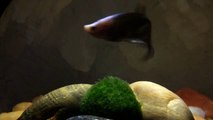 Coco Eating Pellets (Male Betta Fish)