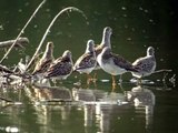 Stilt Sandpipers, Pectoral Sandpipers, and Lesser Yellowlegs