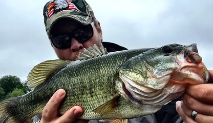 Hook Shots: Snakehead (And Bass) Campaign Trail