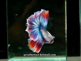 { Sold out } Betta Splendens : (1210-20) Mascot HM STM.mp4