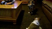 Sheltie puppy chasing a 'toy-stealer' for his stuffed dog head
