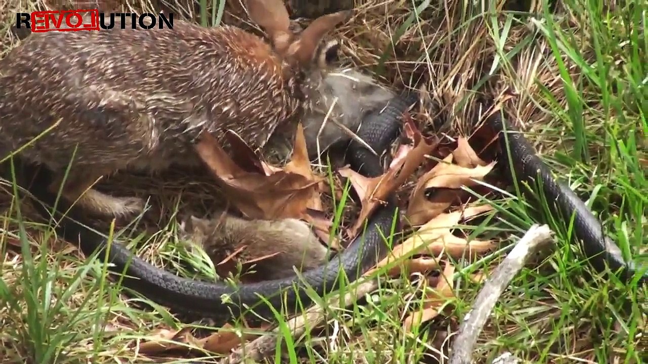 Snake vs Rabbit - Mother Rabbit Save Fight With Snake - Amazing Video