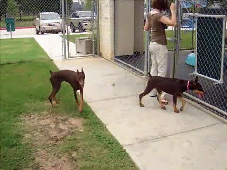 Doberman Gang