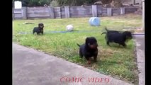Funny Dogs 2015 - Best Videos Funny Dog Compilation 2015 - Top Funny Animals Videos ##3