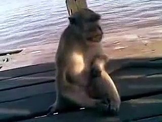 AKSI LUCU MONYET pulau kembang BANJARMASIN