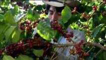 Historia del Café y de Finca Hamburgo en el Soconusco Chiapas
