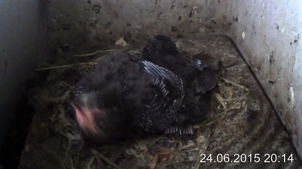 24.6.-20:12-0:12 Mauersegler - Kamera im Nistkasten - 2 Junge (REPLAY)