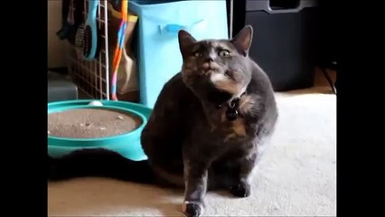 Refurb's Phantom Limb Syndrome