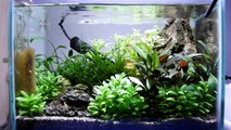 Owen's Aquascape Update and Red Rili and Hong Kong Black Shrimp