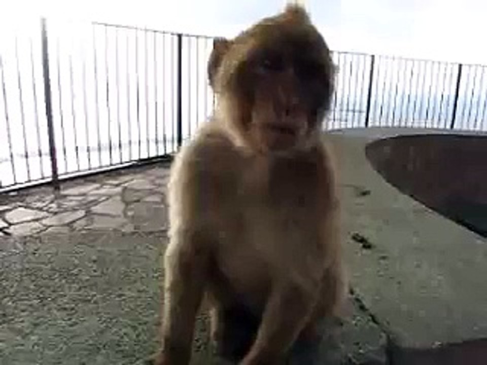 Monkey Attack in Gibraltar