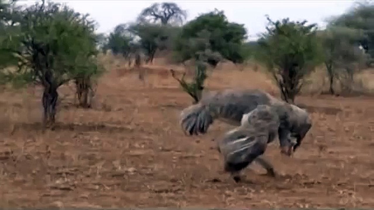 Ostrich