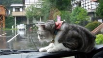 Dashboard Cat vs Windshield Wipers