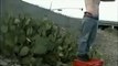 Why are this guys jumping into Cactus