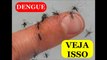 Mosquito da Dengue, Mosquito Picando, dengue